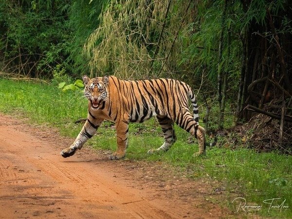 Tiger Attack in Chhattisgarh: करील-पुटू लेने जंगल गया था युवक, झाड़ियों में छिपी बाघिन ने किया हमला; मौके पर मौत