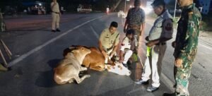 Kabirdham Cow Safety