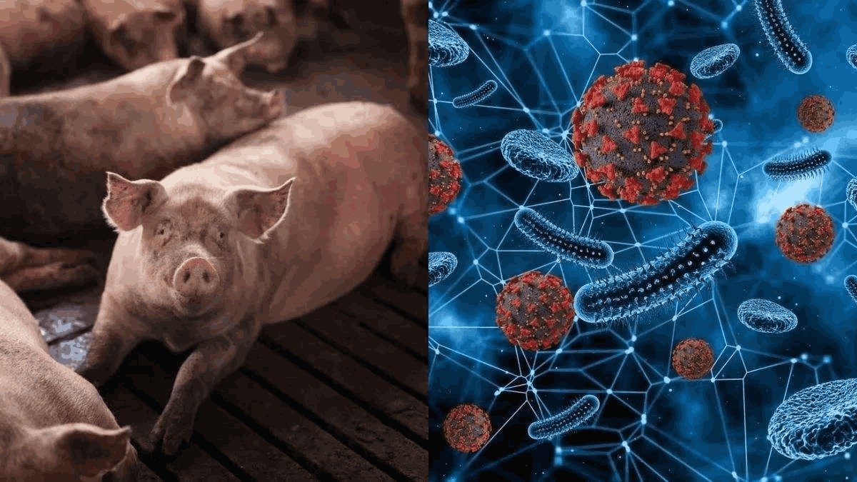 Chhattisgarh Swine Flu